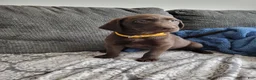 Labrador Retriever dogs for sale: Labrador Retriever Puppy 8 - Ad 2