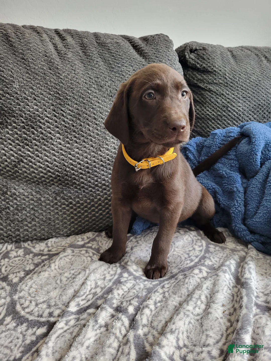 Labrador Retriever dogs for sale: Labrador Retriever Puppy 8 - Ad 2