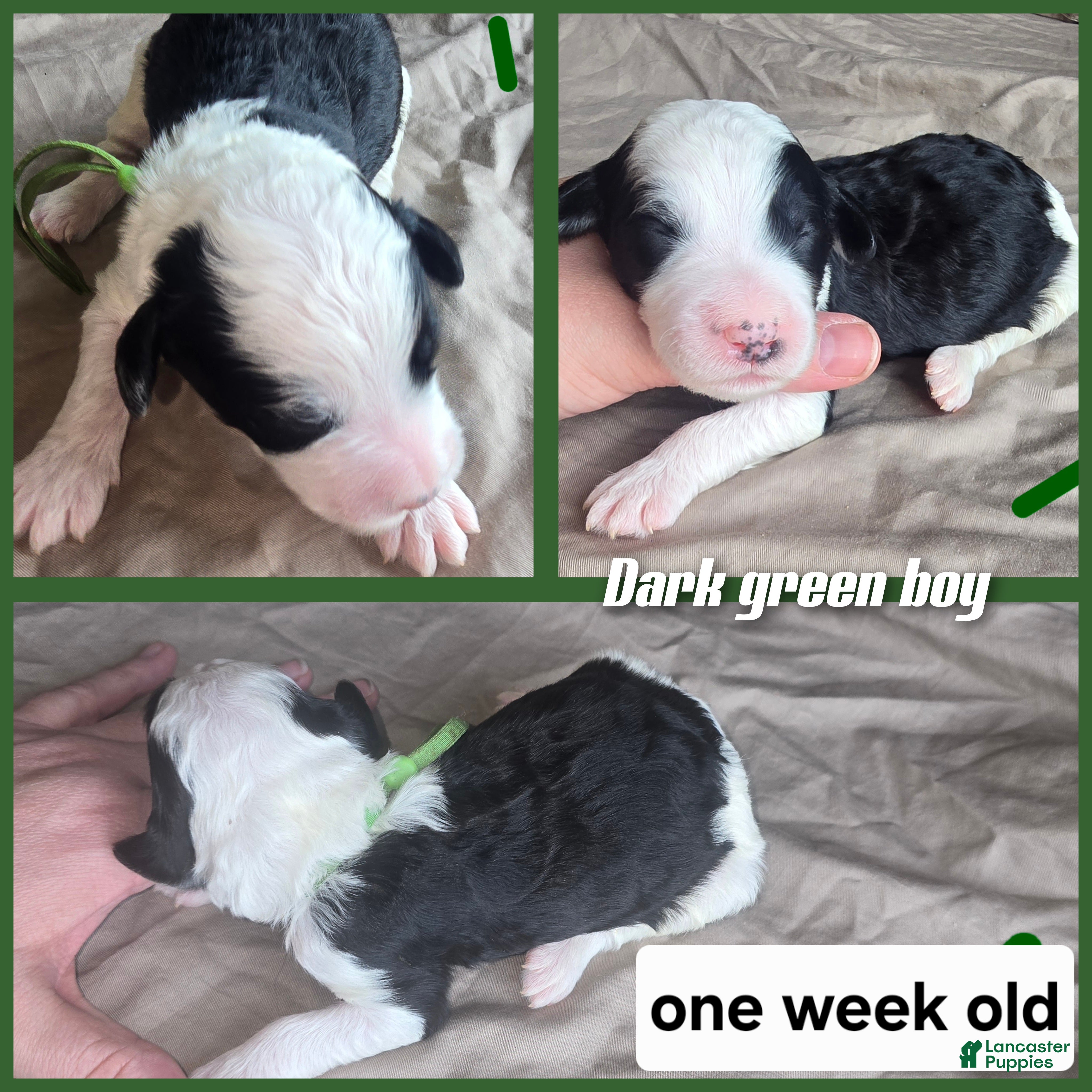 Sheepadoodle dogs Hibiscus- green collar  - Ad 26