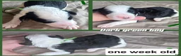 Sheepadoodle dogs for sale: Hibiscus- green collar  - Ad 5