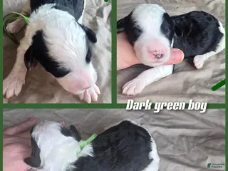 Sheepadoodle dogs Hibiscus- green collar - Ad 26