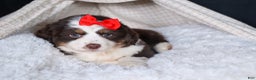 Miniature Australian Shepherd dogs for sale: SALLY - Ad 11