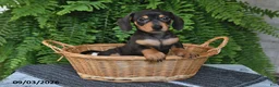 Miniature Dachshund dogs for sale: Macy - Ad 4