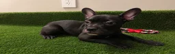 French Bulldog dogs for sale: French Bulldog 2 - Ad 4
