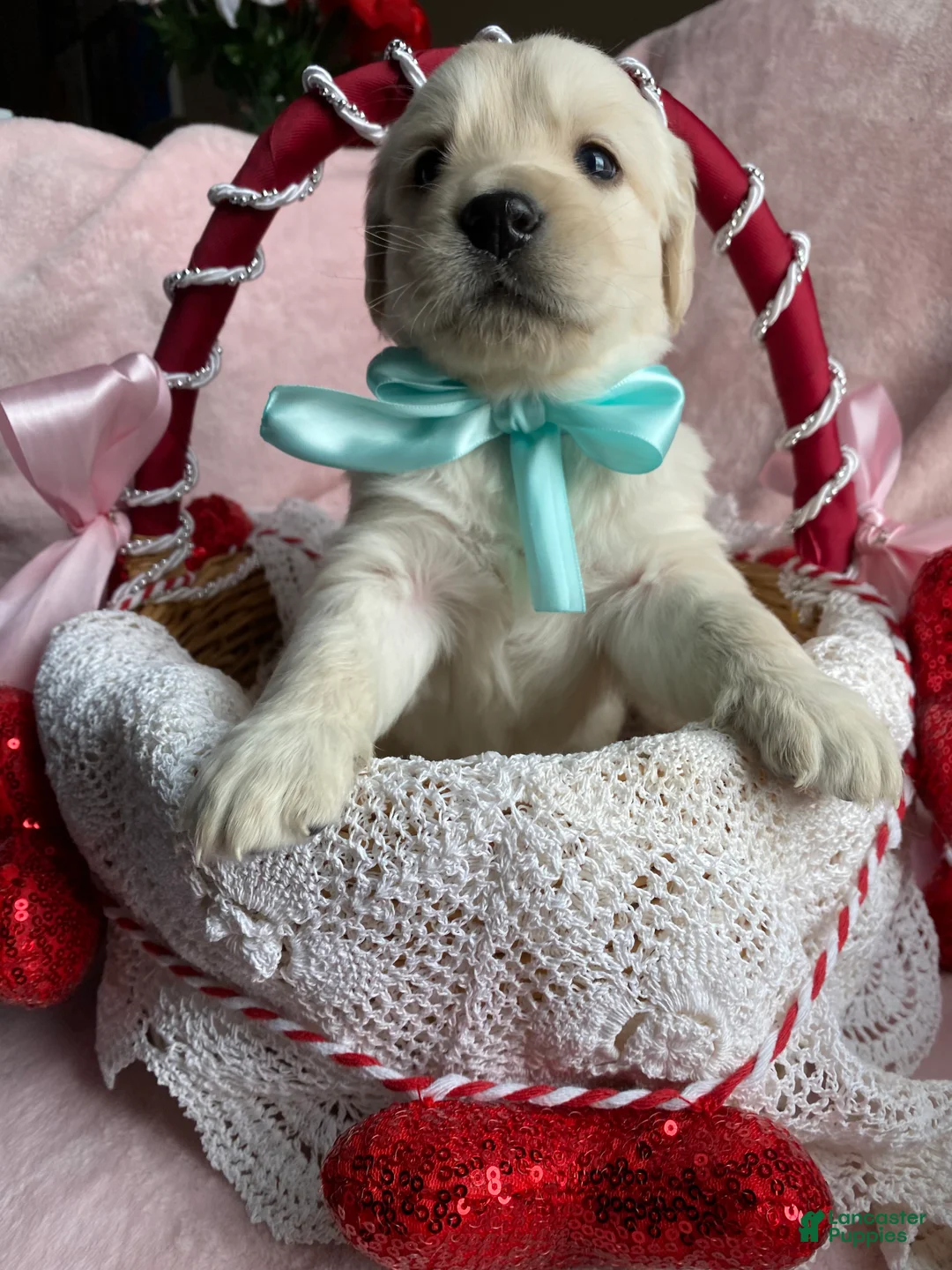 Mixed Breed dogs for sale: Ghost  - Ad 3