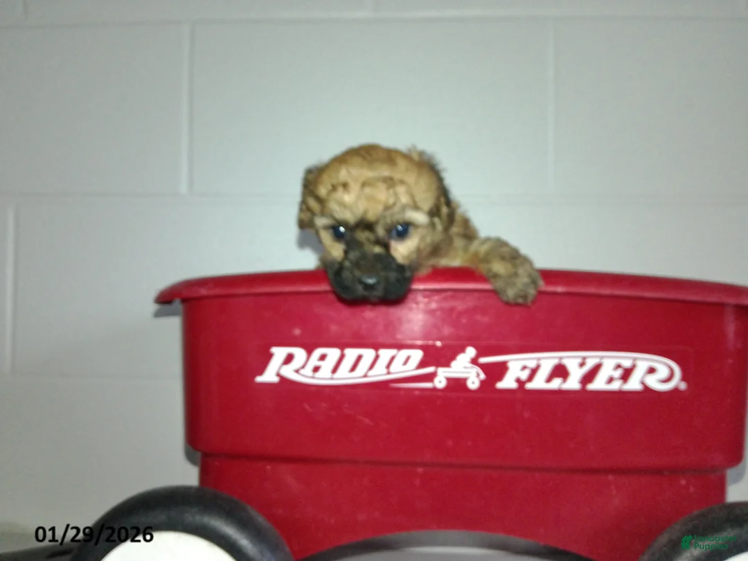 Yorkiepoo dogs for sale: Cody - Ad 11