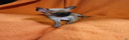 Chihuahua dogs for sale: Chihuahua 3 - Ad 4