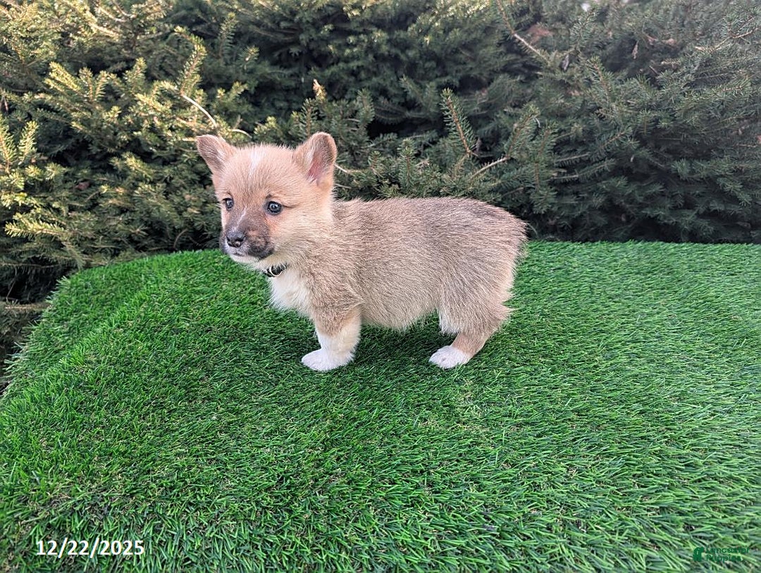 Welsh Corgi Pembroke dogs for sale: Kipper - Ad 3