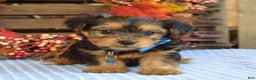 Yorkshire Terrier dogs for sale: Dasher - Ad 11
