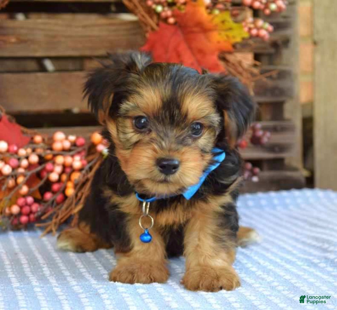 Yorkshire Terrier dogs for sale: Dasher - Ad 11