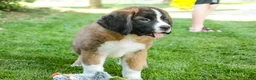 Saint Bernard dogs for sale: Wrenly - Ad 2