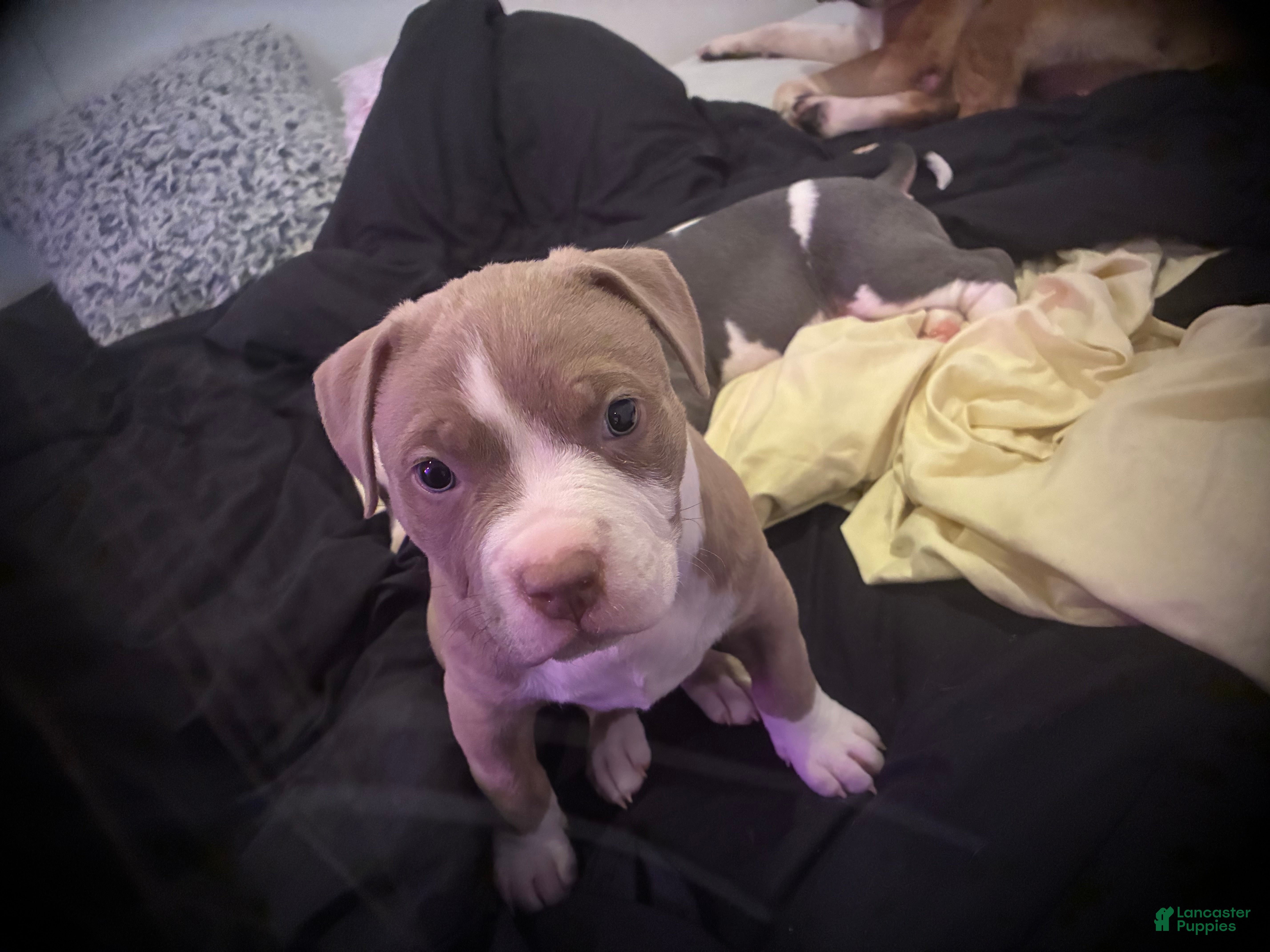 American Bully dogs Effie - Ad 31