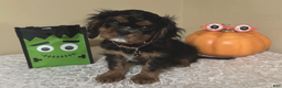 Cavalier King Charles Spaniel dogs for sale: Cavalier King Charles Spaniel Puppy 1 - Ad 4