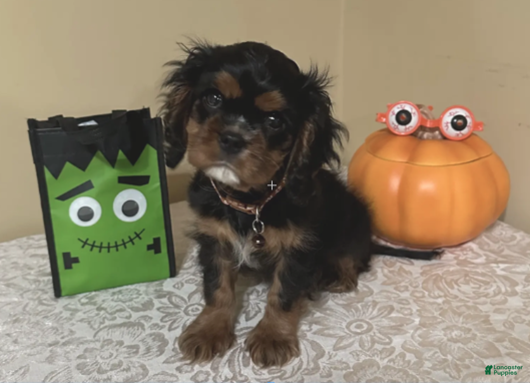 Cavalier King Charles Spaniel dogs for sale: Cavalier King Charles Spaniel Puppy 1 - Ad 4