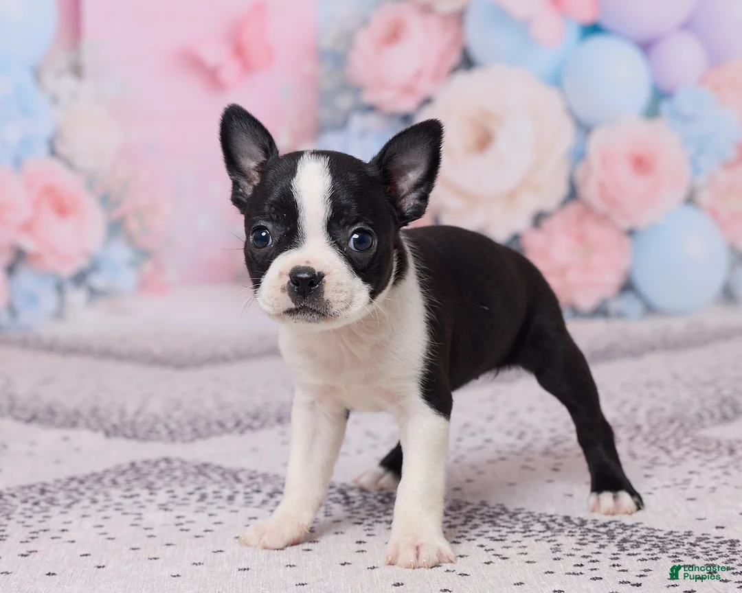 Boston Terrier dogs for sale: Petunia - Ad 5