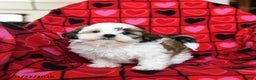 Shih Tzu dogs for sale: Charmer - Ad 2