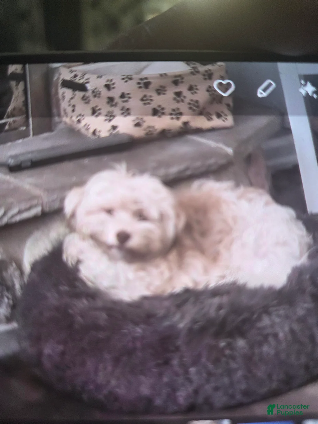 Havanese dogs for sale: Havanese Puppy 6-Karma - Ad 2