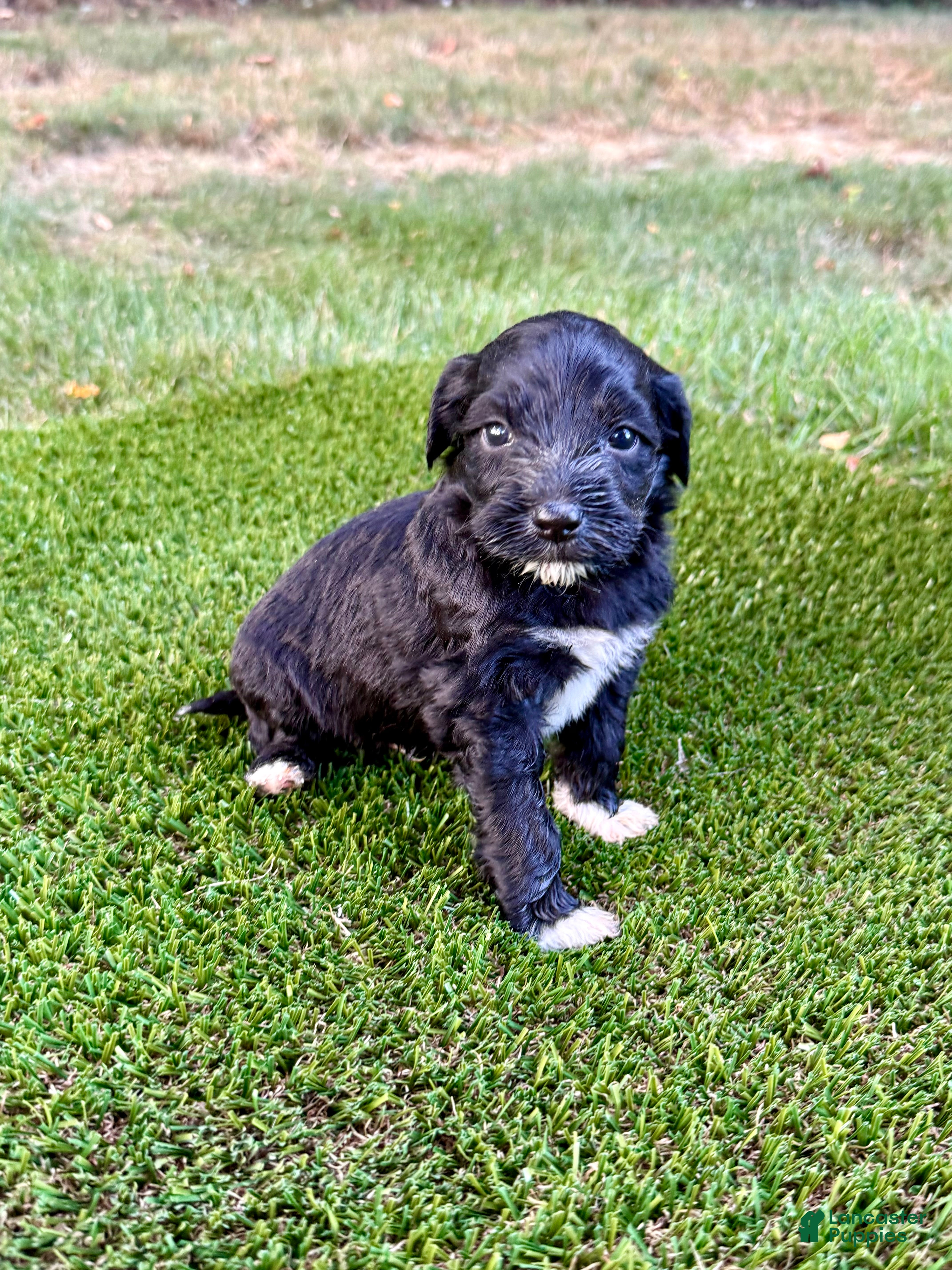 Portuguese Water Dog dogs Oscar - Ad 2