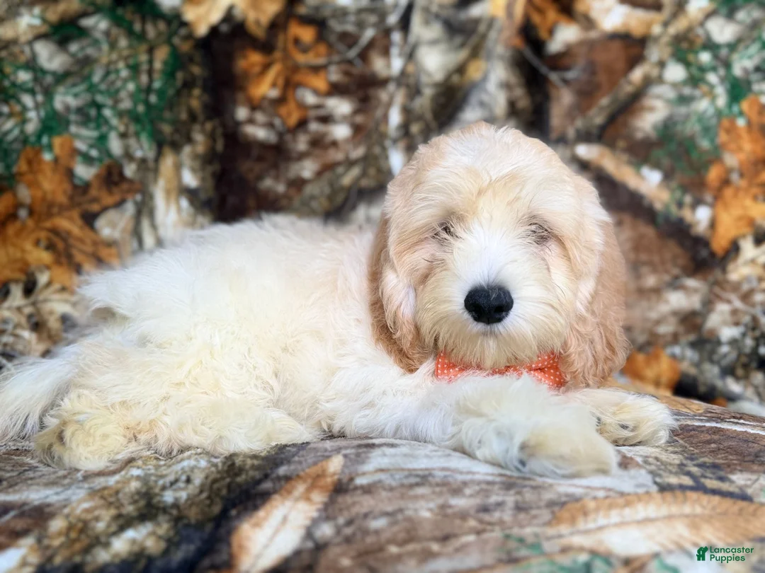Cockapoo dogs for sale: Ollie - Ad 2
