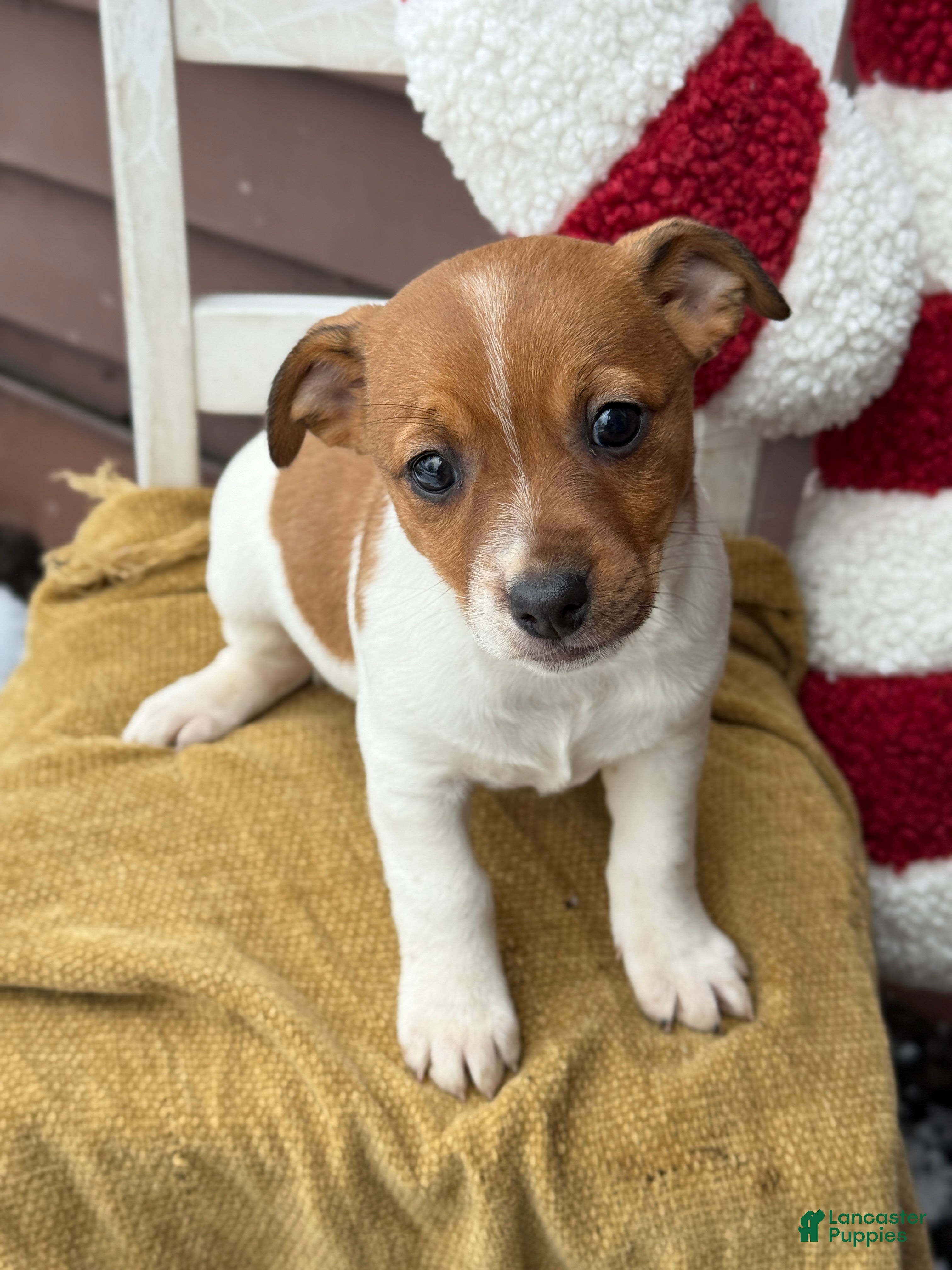 Jack Russell Terrier dogs Jingle - Ad 7