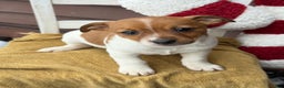 Jack Russell Terrier dogs for sale: Jingle - Ad 1