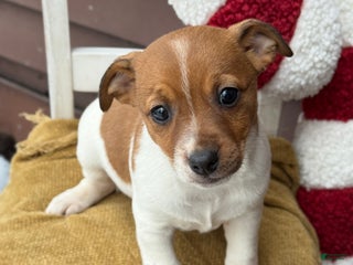 Jack Russell Terrier dogs Jingle - Ad 40