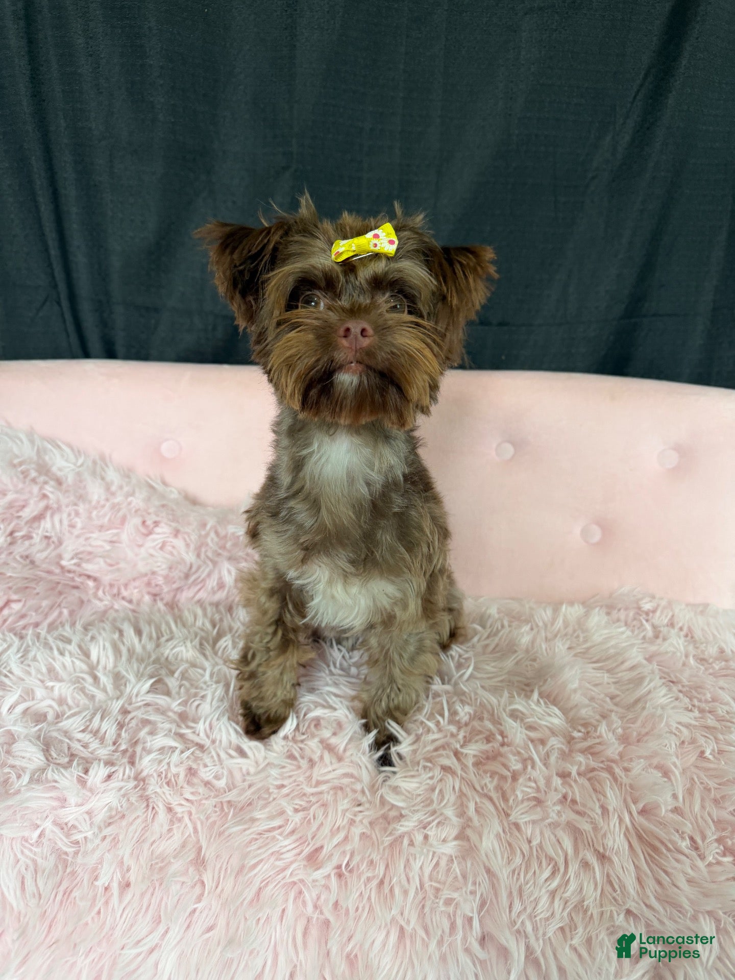 Yorkshire Terrier dogs KB Chocolate Yorkie Girl Cocobean - Ad 2