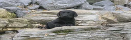 Labrador Retriever dogs for sale: Sally Labrador Retriever  - Ad 9