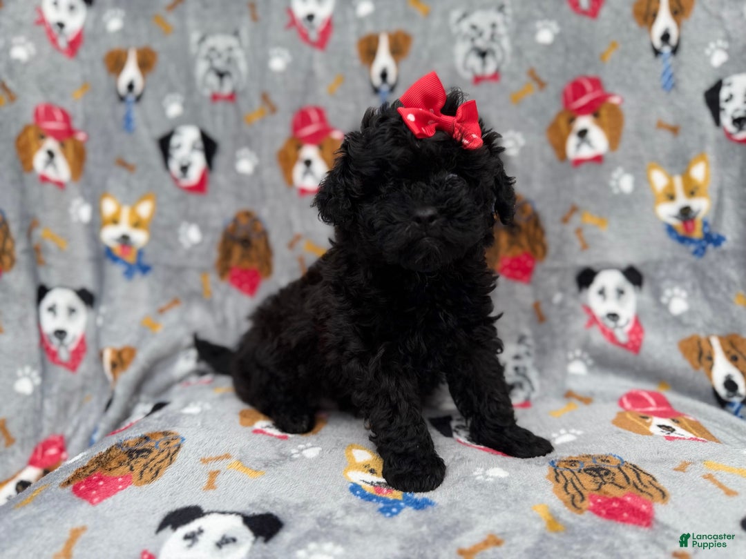 Shihpoo dogs for sale: Bailey - Ad 3