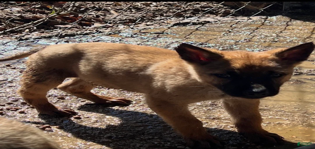 Gallery Image {{count}}