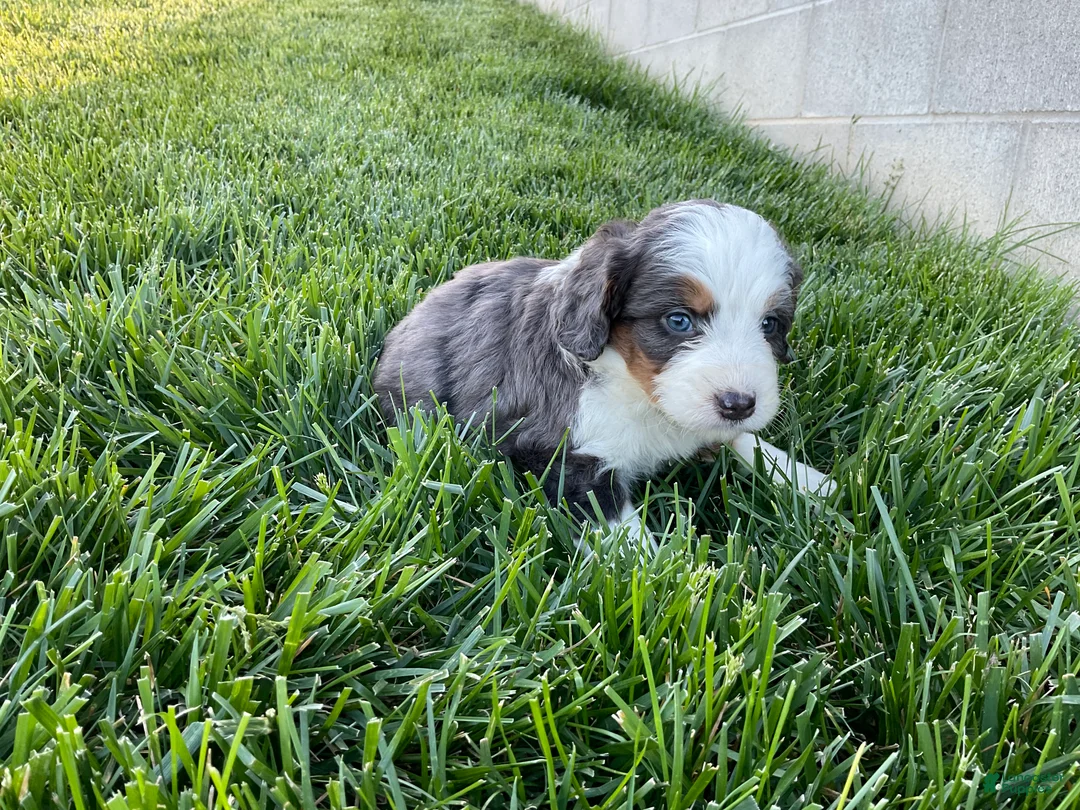 Mini Bernedoodle dogs for sale: Cole - Ad 4