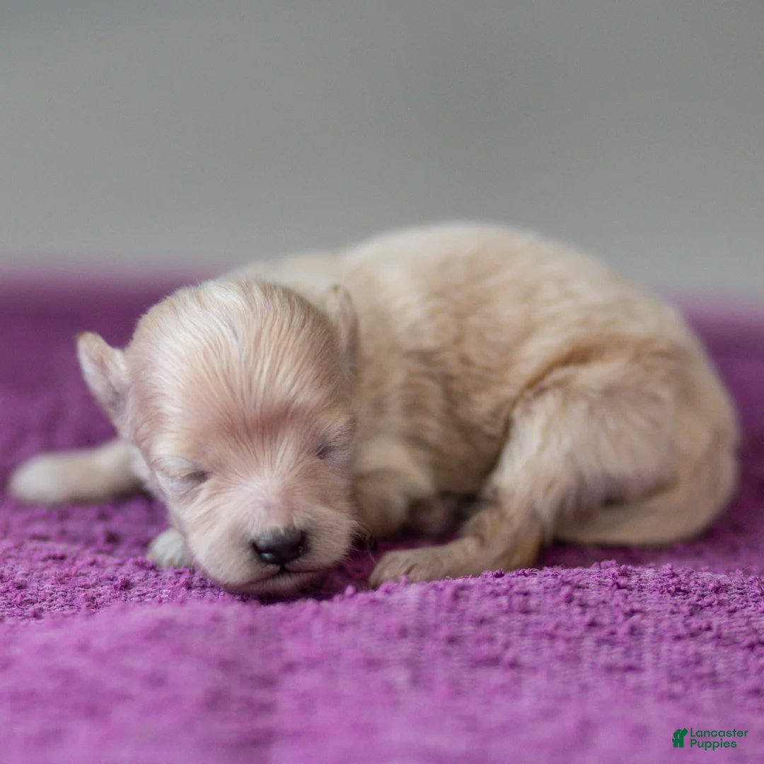 Maltipoo dogs for sale: Nacho Maltipoo Puppy  - Ad 1