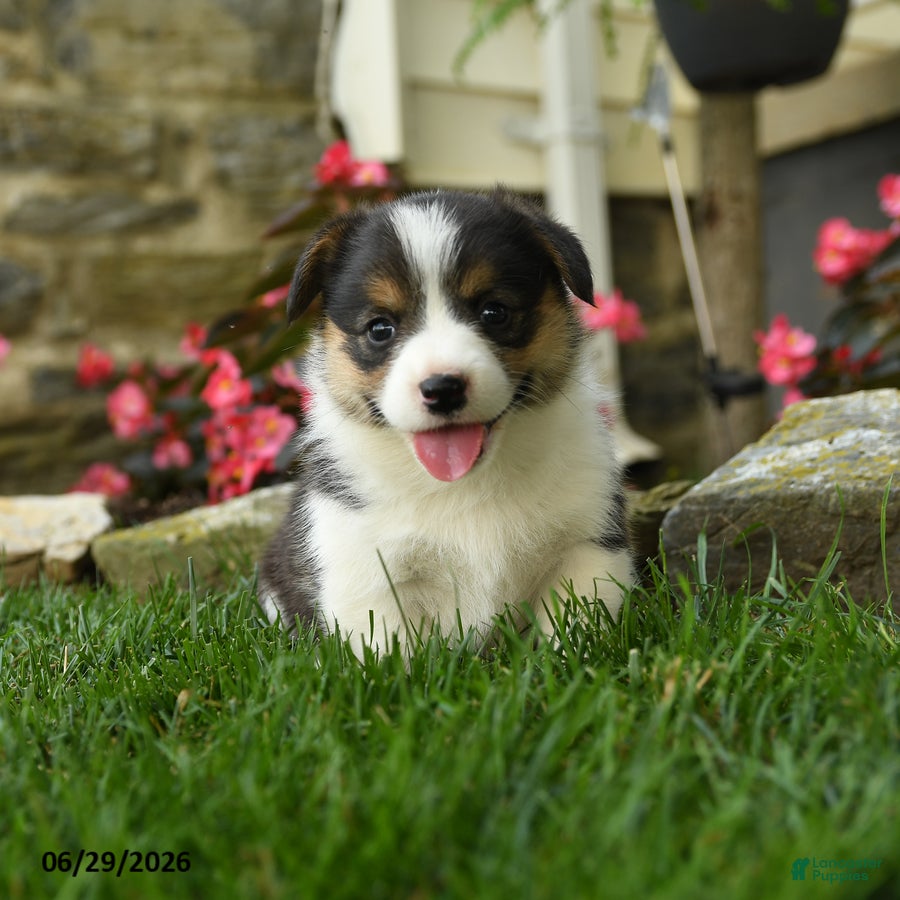 Welsh Corgi Pembroke dogs for sale: Misty - Ad 3
