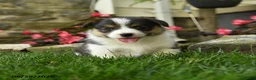 Welsh Corgi Pembroke dogs for sale: Misty - Ad 1