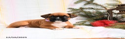 Boxer dogs for sale: Tinsel - Ad 3