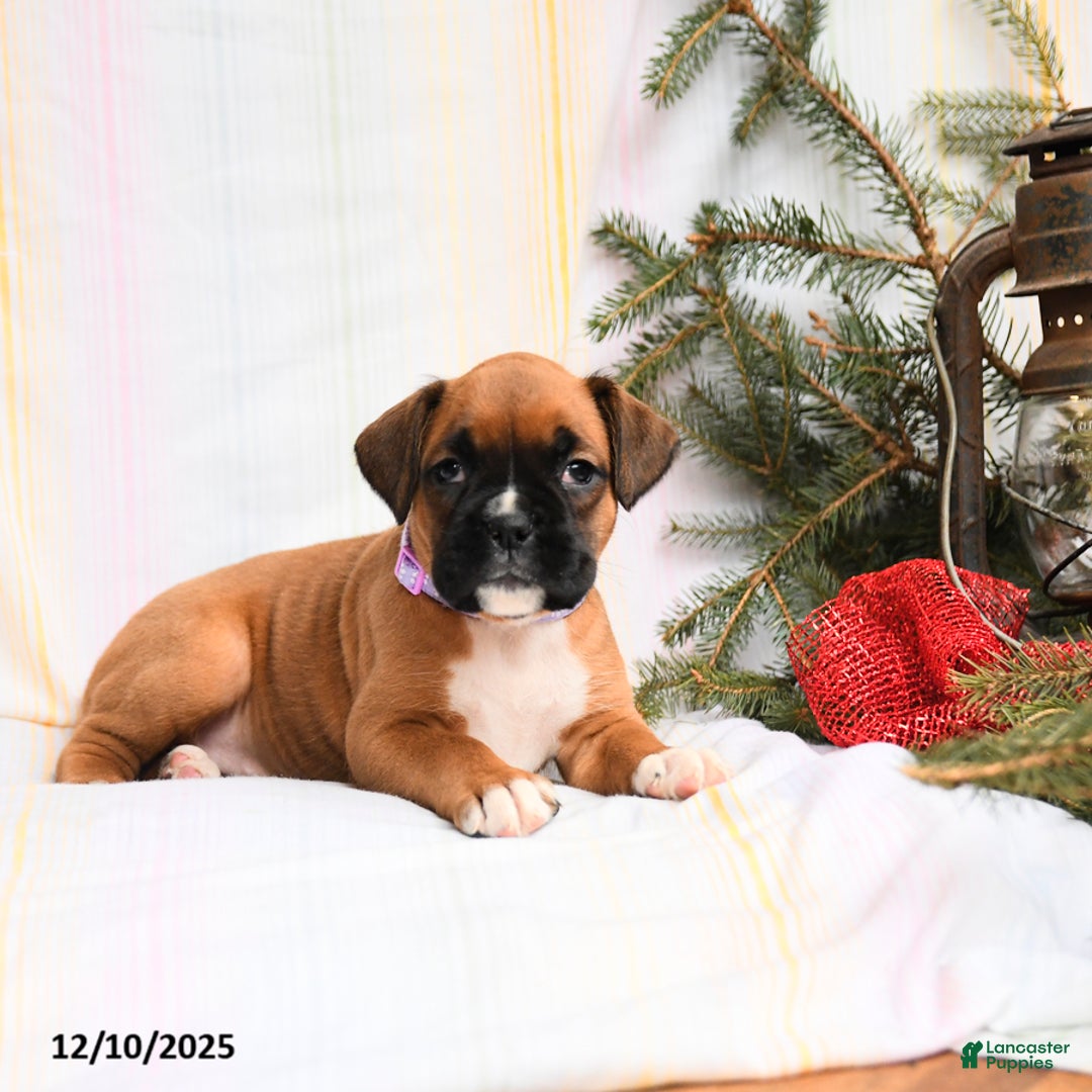 Boxer dogs for sale: Tinsel - Ad 3