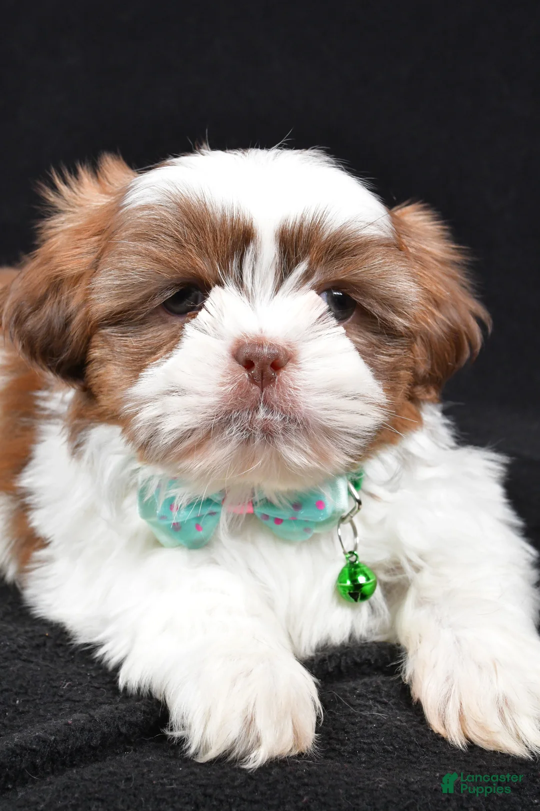 Shih Tzu dogs for sale: Flicker - Ad 5