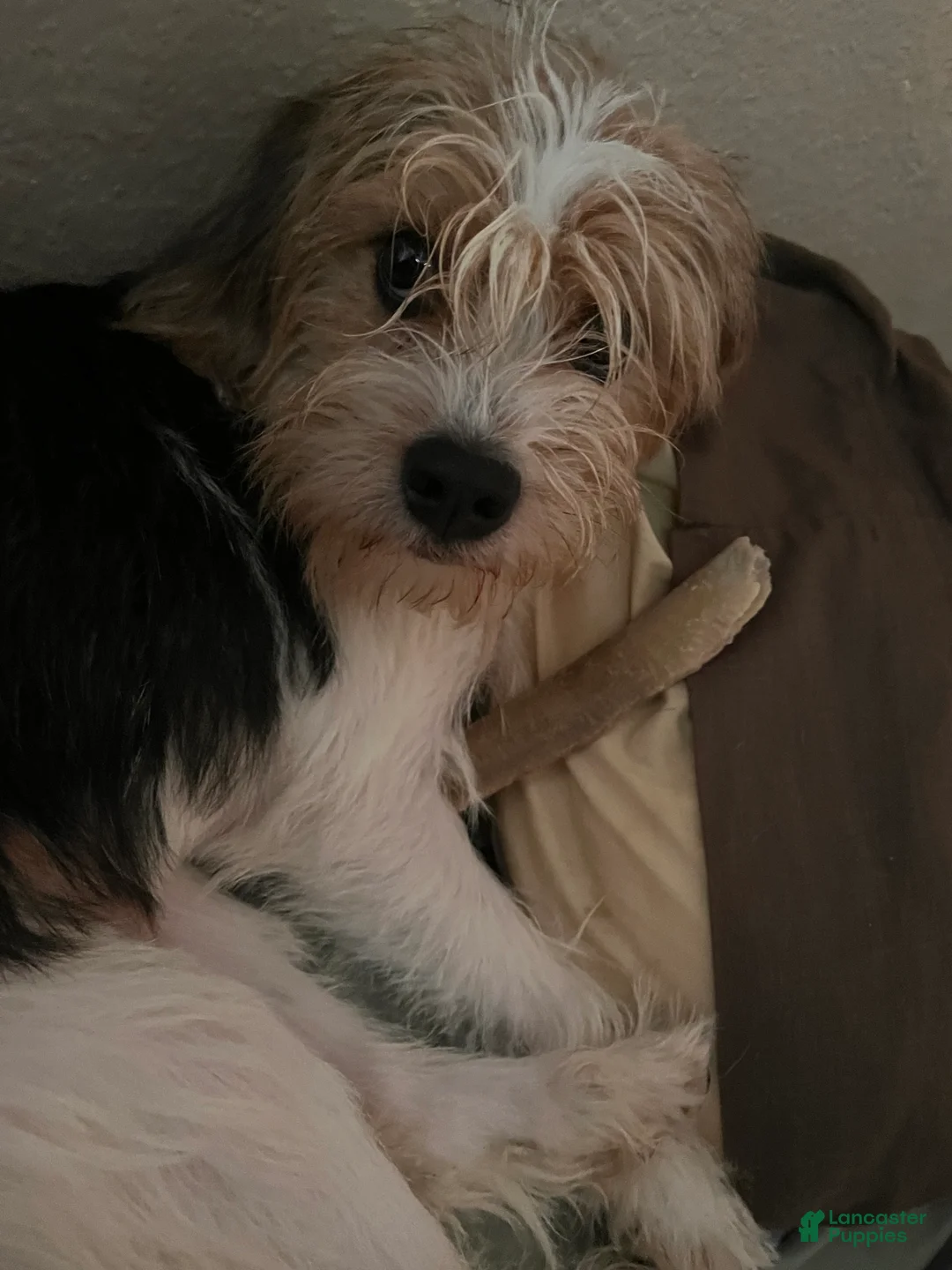 Mixed Breed dogs for sale: Mixed Breed Puppy 2 - Ad 2