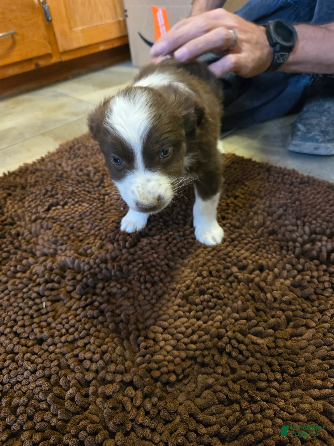 Australian Shepherd dogs for sale: Boesman - Ad 1