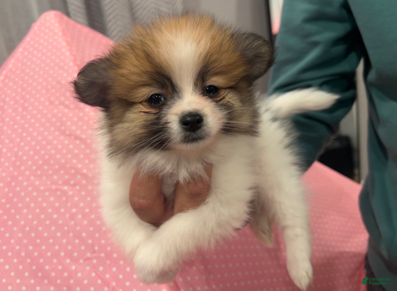 Pomeranian dogs Coco - Ad 29