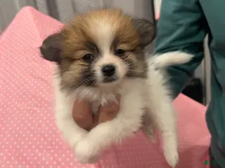 Pomeranian dogs Coco - Ad 29