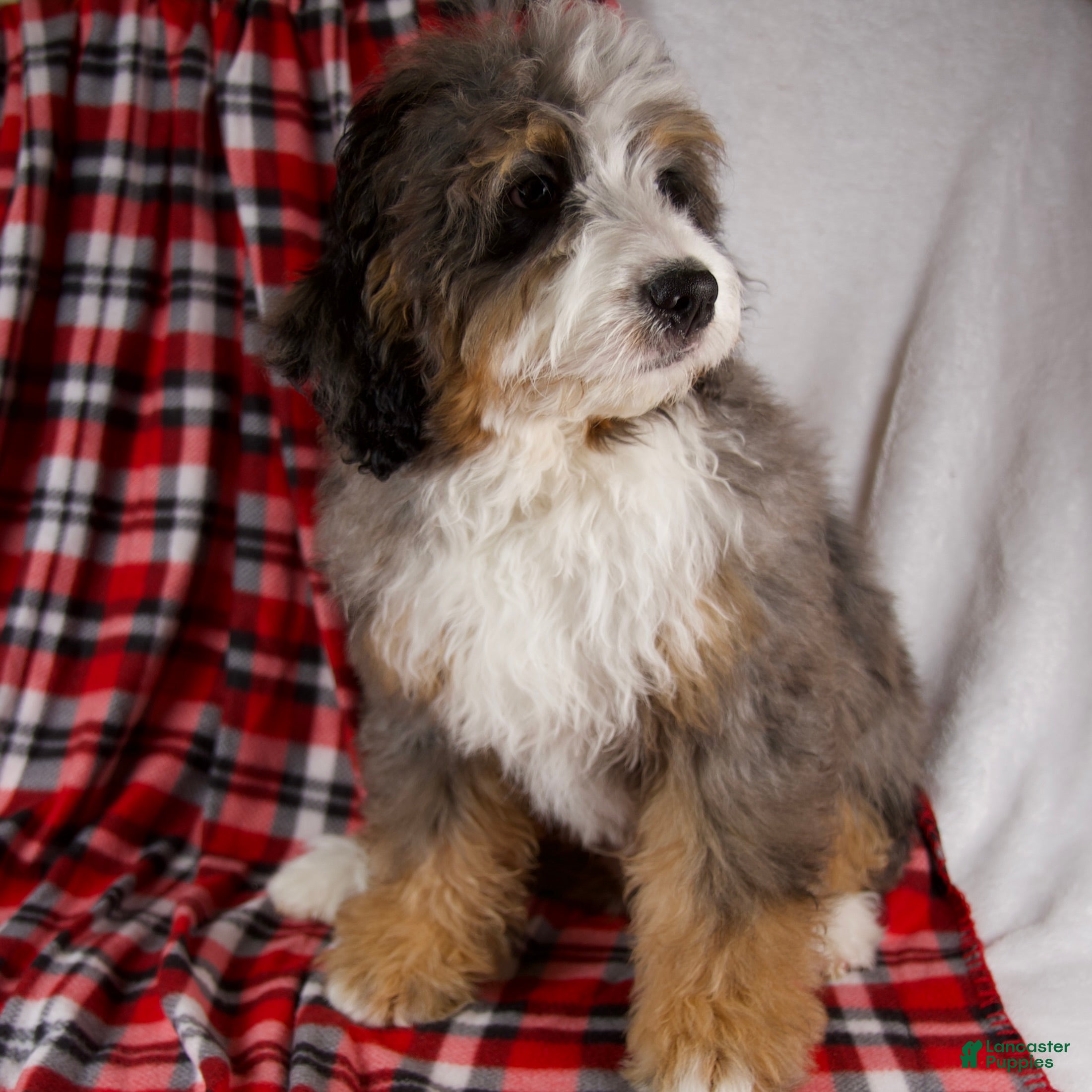 Mini Bernedoodle dogs Pudding Pop *Turf Trained* - Ad 2