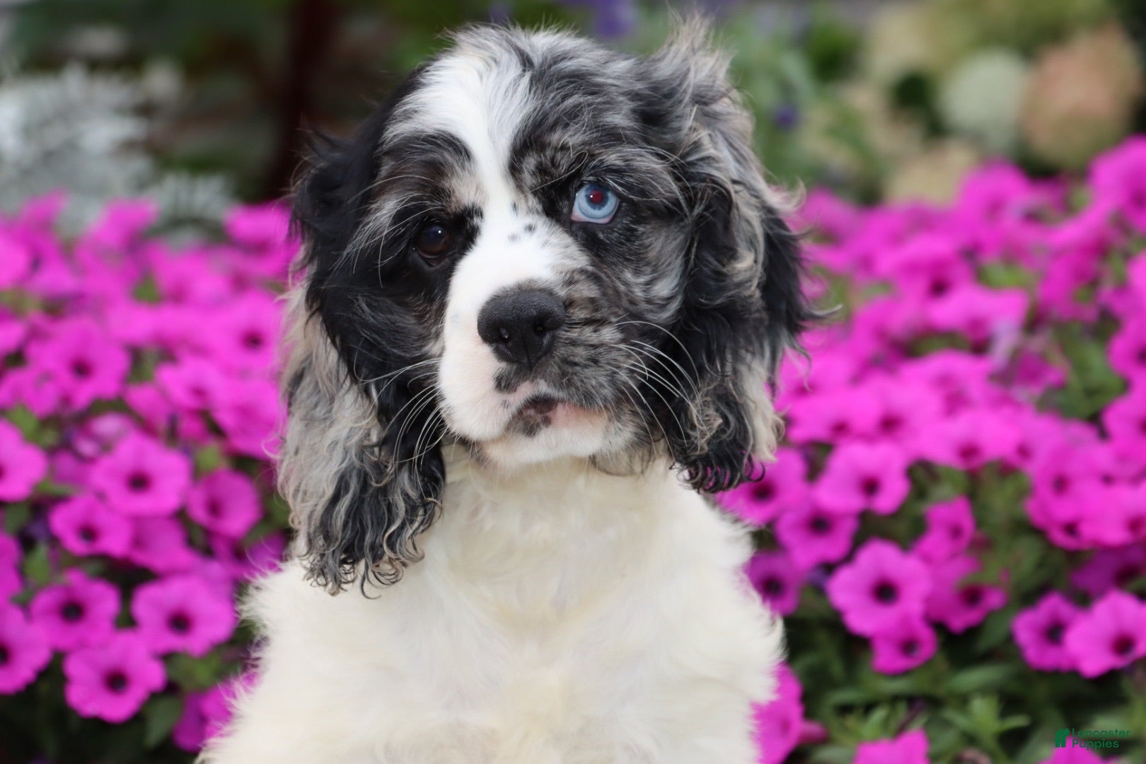 Cocker Spaniel dogs Apollo - Ad 2