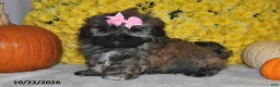 Shihpoo dogs for sale: Tessie - Ad 4