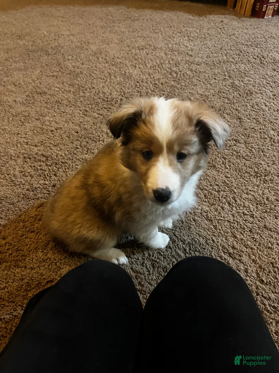 Shetland Sheepdog dogs for sale: Shetland Sheepdog Puppy 3 - Ad 1