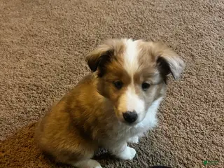 Shetland Sheepdog dogs Shetland Sheepdog Puppy 3 - Ad 17