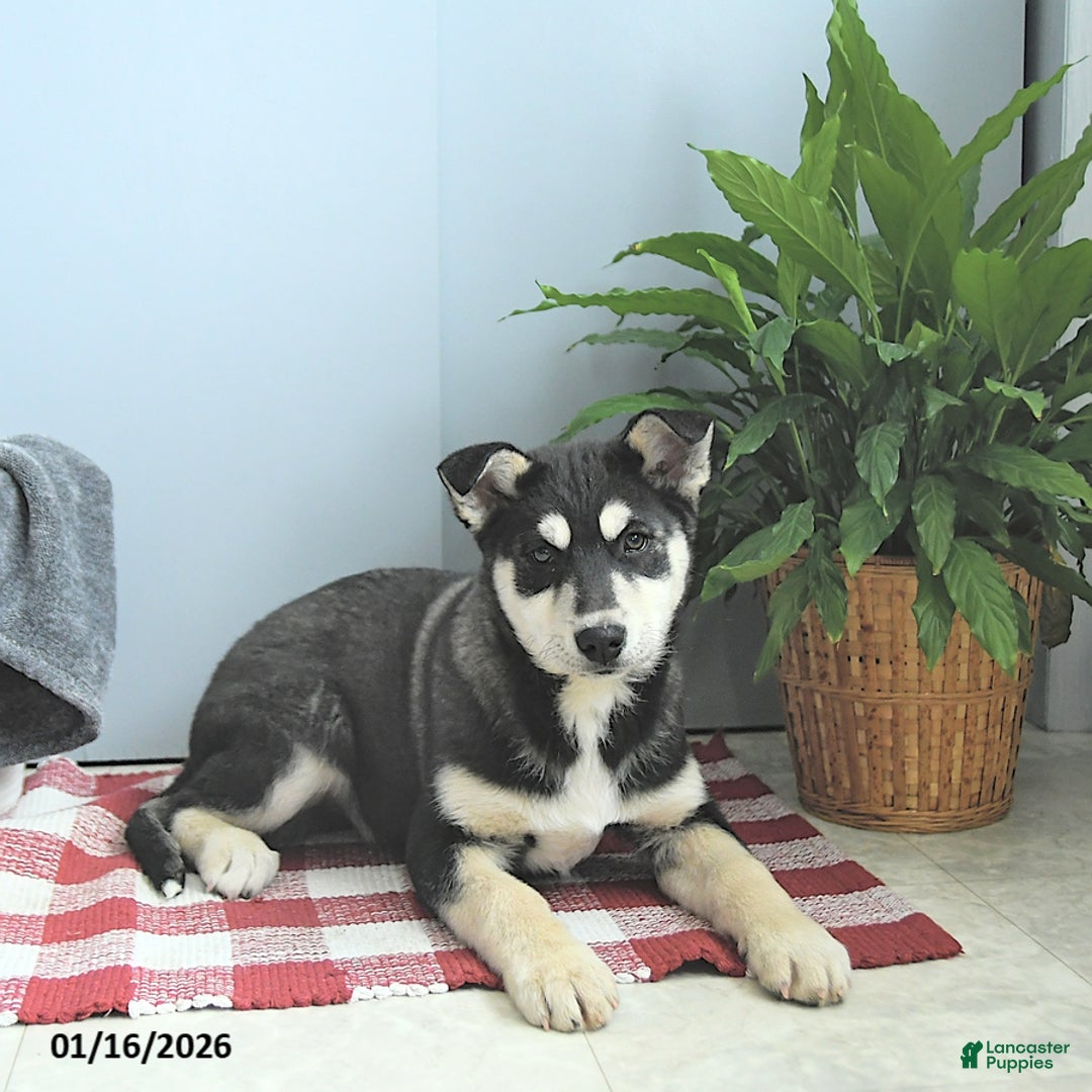 Siberian Husky dogs for sale: King - Ad 2