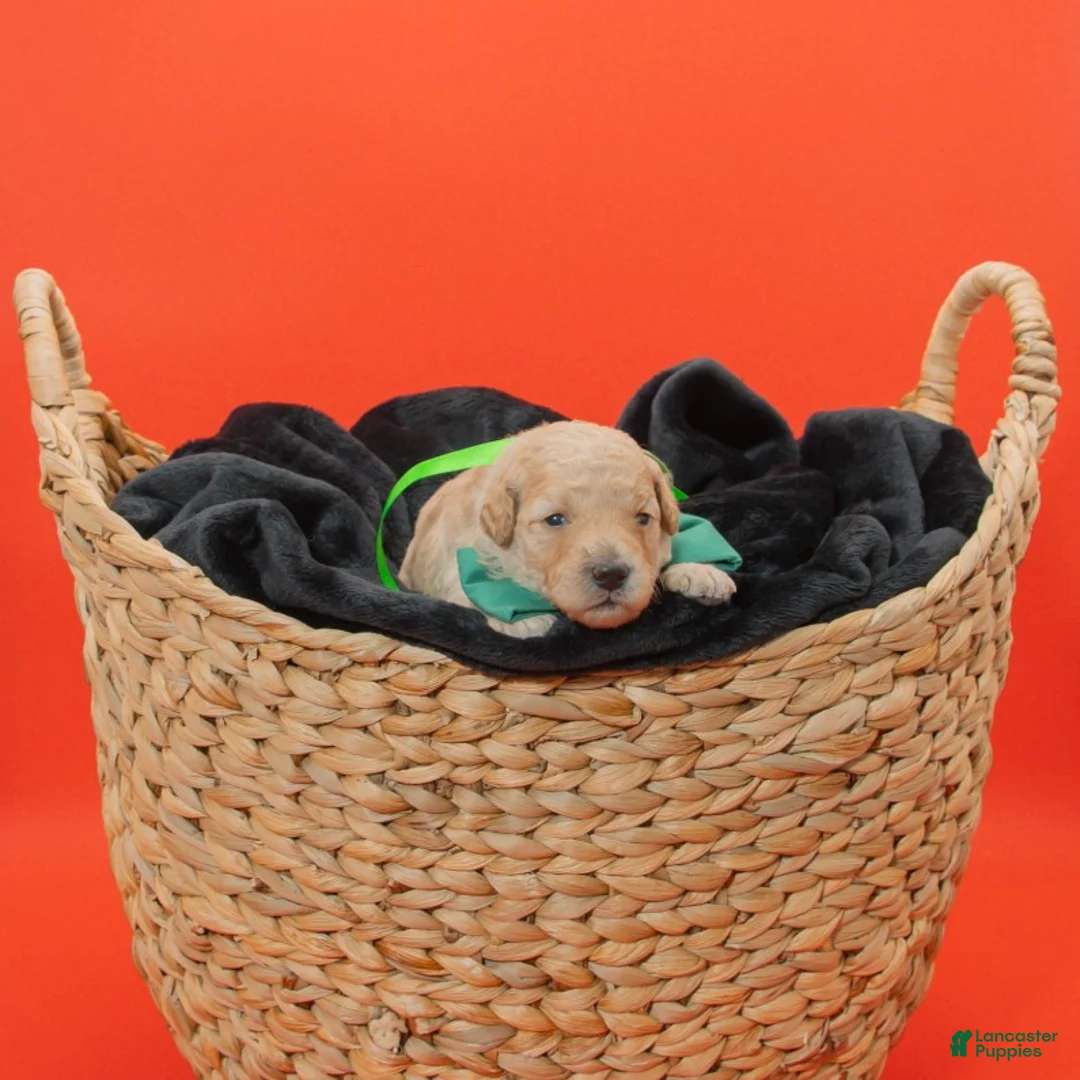 Goldendoodle dogs for sale: Bobby - Ad 1
