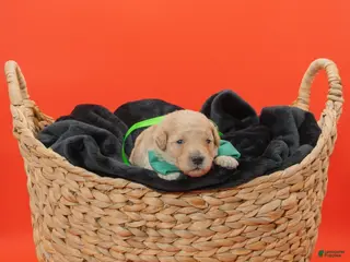 Goldendoodle dogs for sale: Bobby - Ad 1