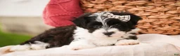 Havanese dogs for sale: Piper - Ad 6